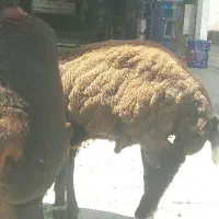 گوسفند بره