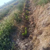 باغ انگور ایستاده