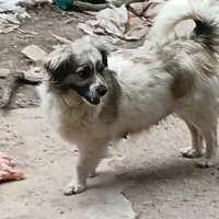 سگ پاکوتاه