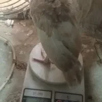 جوجه بوقلمون بوربون