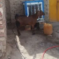 بز.|حیوانات مزرعه|هامون, |دیوار