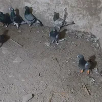 کبوتر‌پرشی‌المانی‌‌