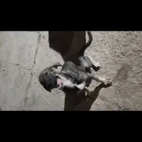 توله ماده پژدر