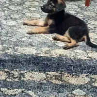 سگ ژرمن شوداین