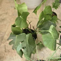 گل و گیاه