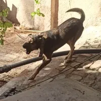 سگ نگهبان