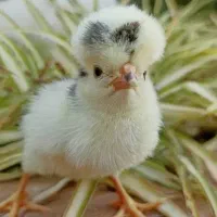 جوجه محلی گتوند