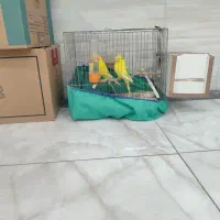 مرغ عشق