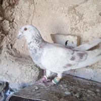 کفتر  معاوضه