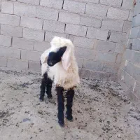 حیوانات مزرعه