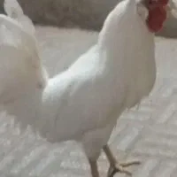 خروس سفید
