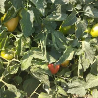 گوجه گوشتی برای کسبه