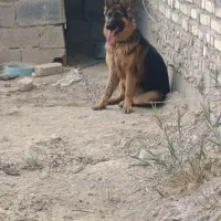 سگ ژرمن اصیل