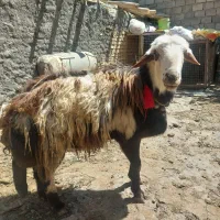 قوچ پلنگی