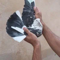 کفتر پرشی