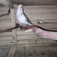 عروس هلندی