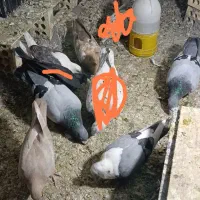 معاوضه با انگشتر نقره