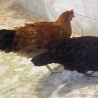 مرغ و خروس