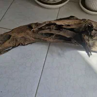 چوب آبنوس اکواریوم