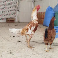 خروس تشتیاری