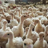 جوجه بوقلمون بیوتی