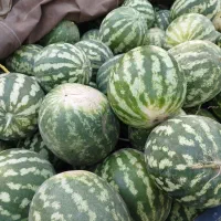 هندوانه قرمز