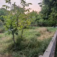 باغ حاشیه جاده سلامت