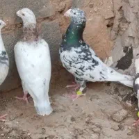 کفتر