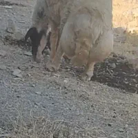ورن قوچ گوسفند سنجابی