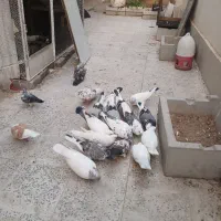 کبوتر پرشی درجه یک