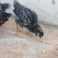 جوجه در انواع نژاد توضیحات بخوانید