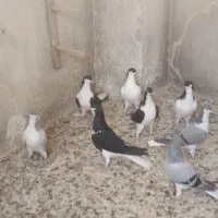 مغلف تعداد ۱۰