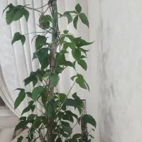گل طبیعی بزرگ