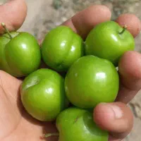 گوجه سبز تازه