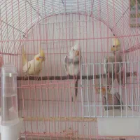 عروس هلندی مولد
