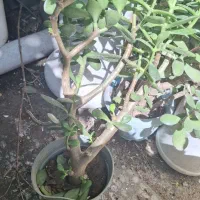 گل باغی|گل و گیاه طبیعی|املش, |دیوار