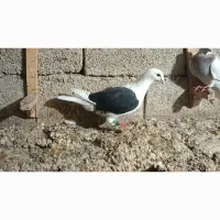 پشتی سیاه خوشرنگ یال سیاه