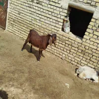 حیوانات.نر بز یک ساله جنس دوقلو زا
