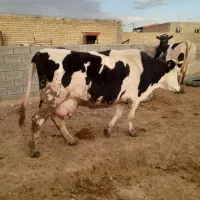 فروش گاوشیری
