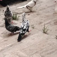 کبوتر|پرنده|فومن, |دیوار