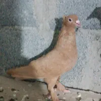 دو عدد سبز و دو عدد زرد