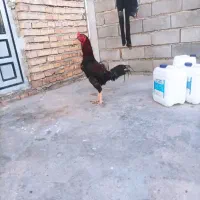 خروس