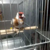 سهره سر سیاه فیروزآباد