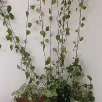 تعدادی گل پتوس