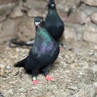 کبوتر پرشی کامل زاغ