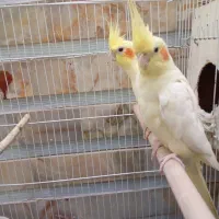 جفت عروس