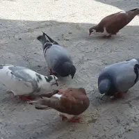 کبوتر