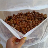 تولید توری خشک کن میوه و سبزی