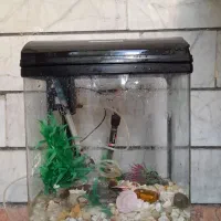 اکواریم