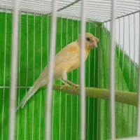 قناری نر جوانه